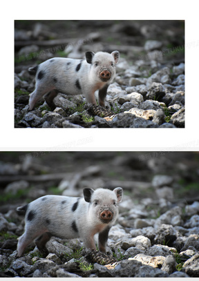 刚拱完地的可爱小花猪摄影高清图片