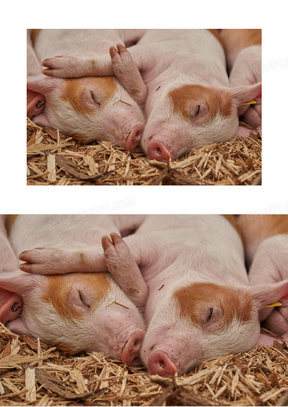 紧紧抱一起睡觉的猪猪摄影高清图片