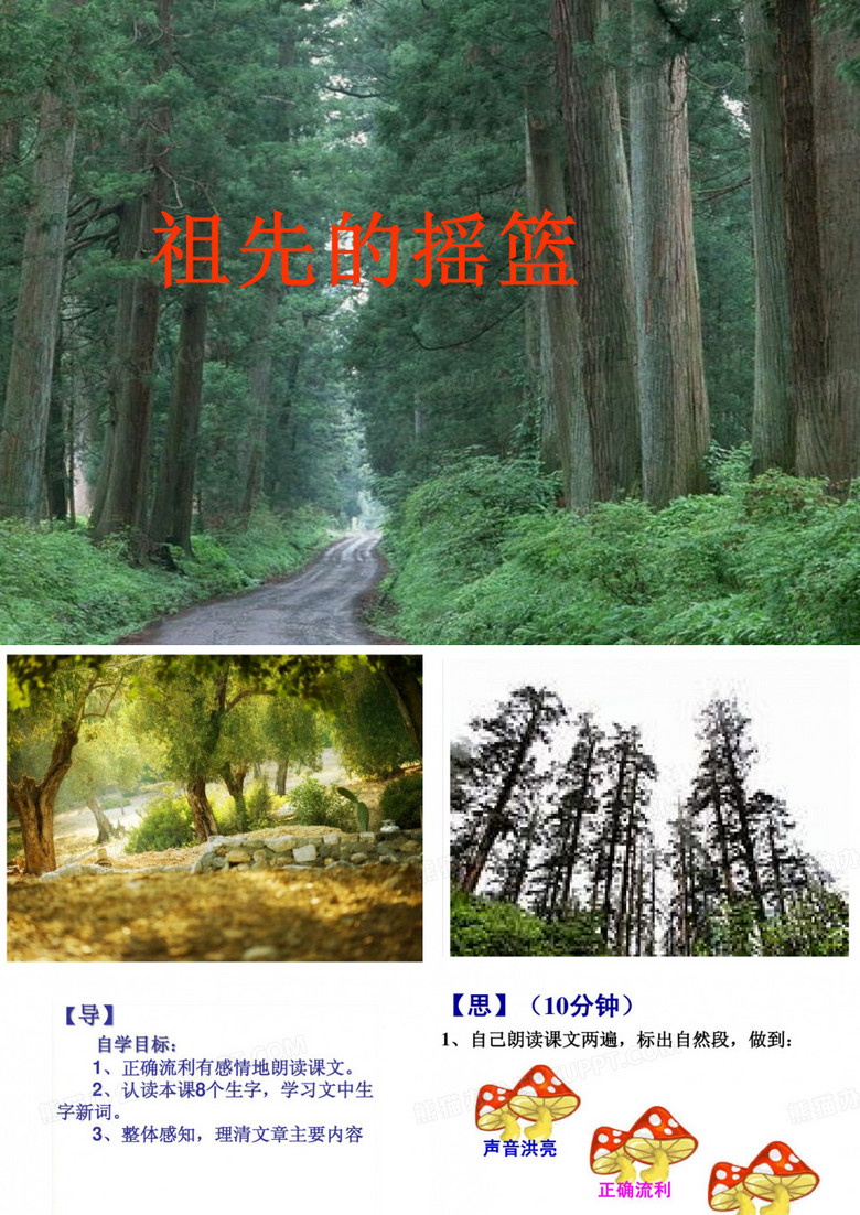 祖先的摇篮