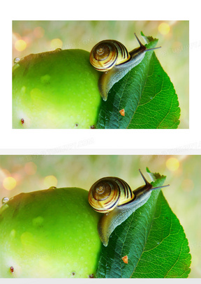 爬在苹果上的蜗牛特写摄影高清图片