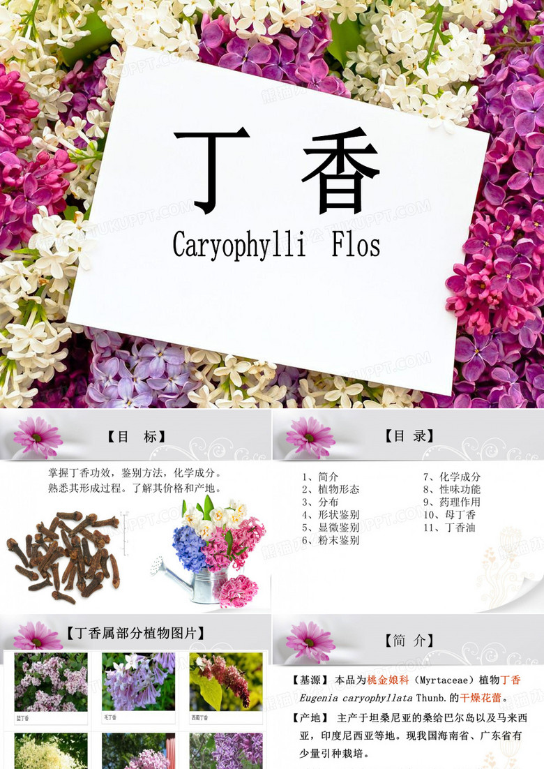 丁香