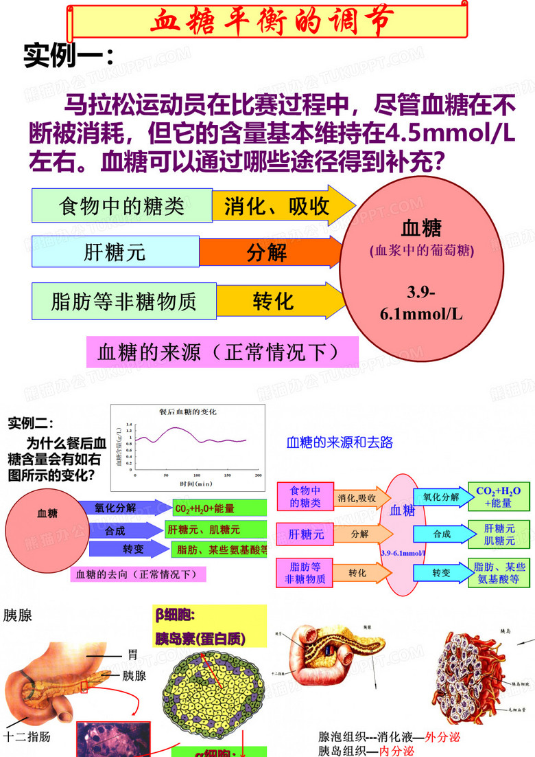 血糖调节(重点突出好课件)