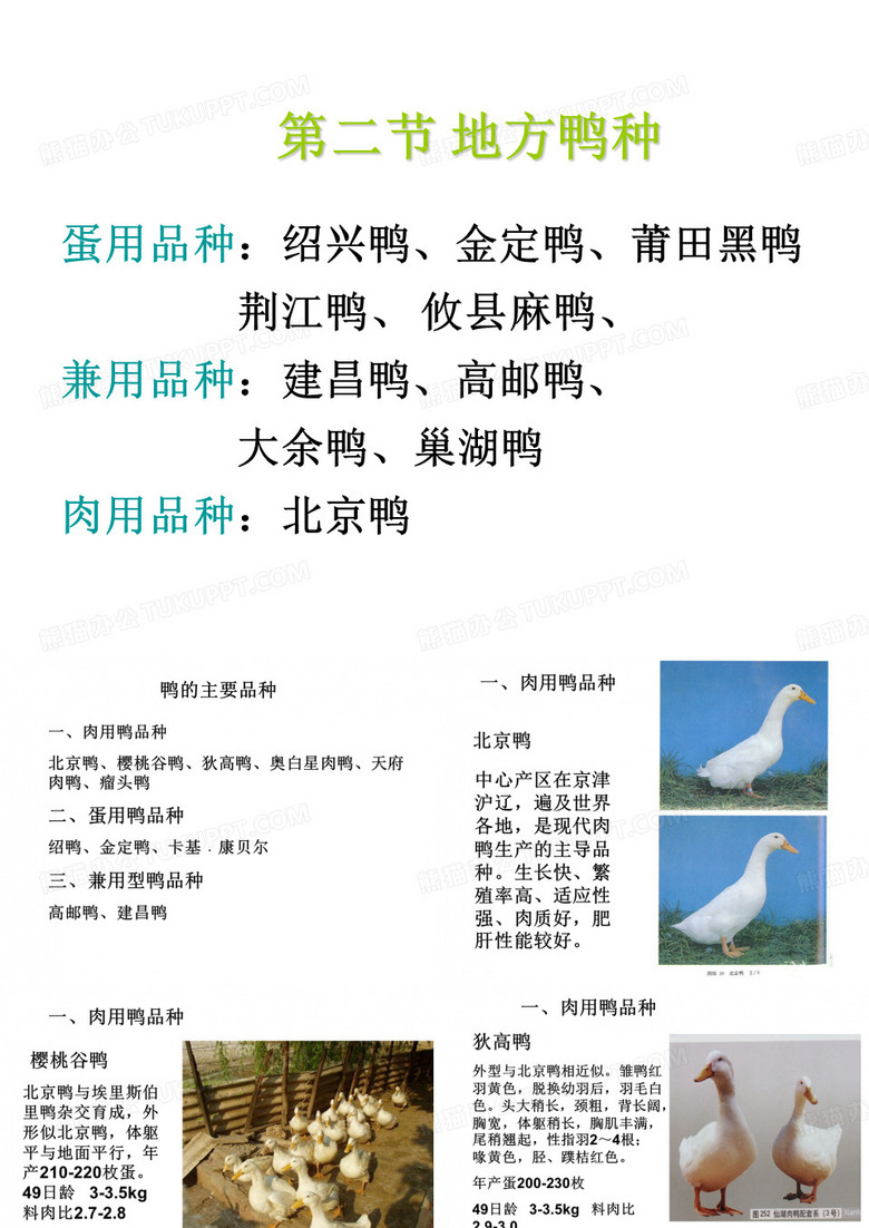 鸭品种