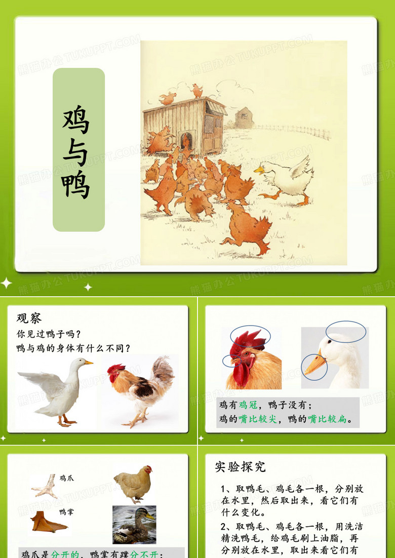 《鸭与鸡》课件