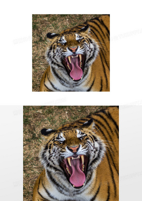 张着血盆大口的大老虎摄影高清图片