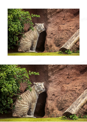 蹲坐在山洞门口的老虎摄影高清图片