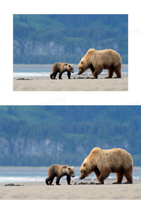 带着小熊觅食的熊妈妈摄影高清图片