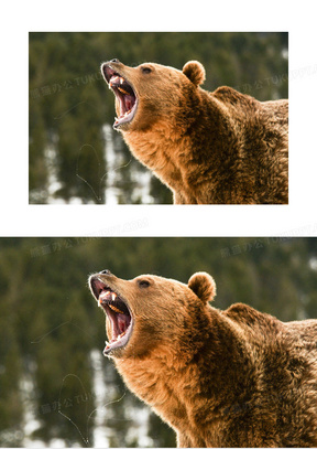 在仰天怒吼的棕熊特写摄影高清图片