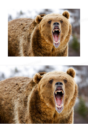 一头张嘴咆哮的熊特写摄影高清图片