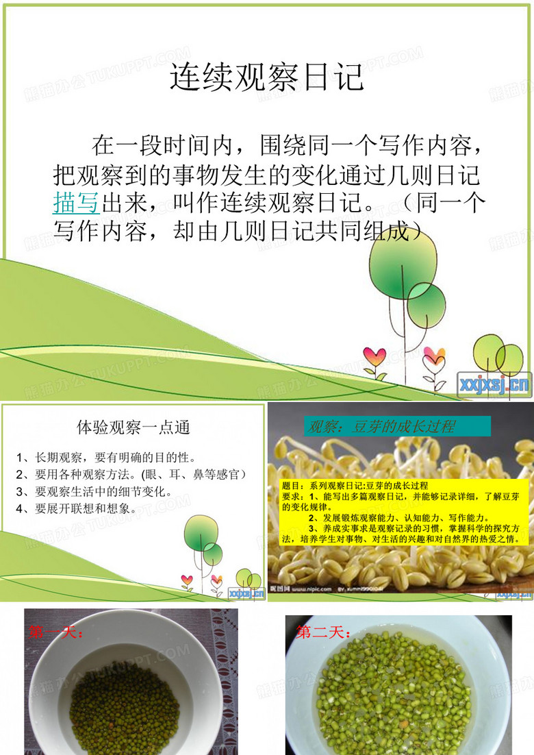 豆芽的成长过程