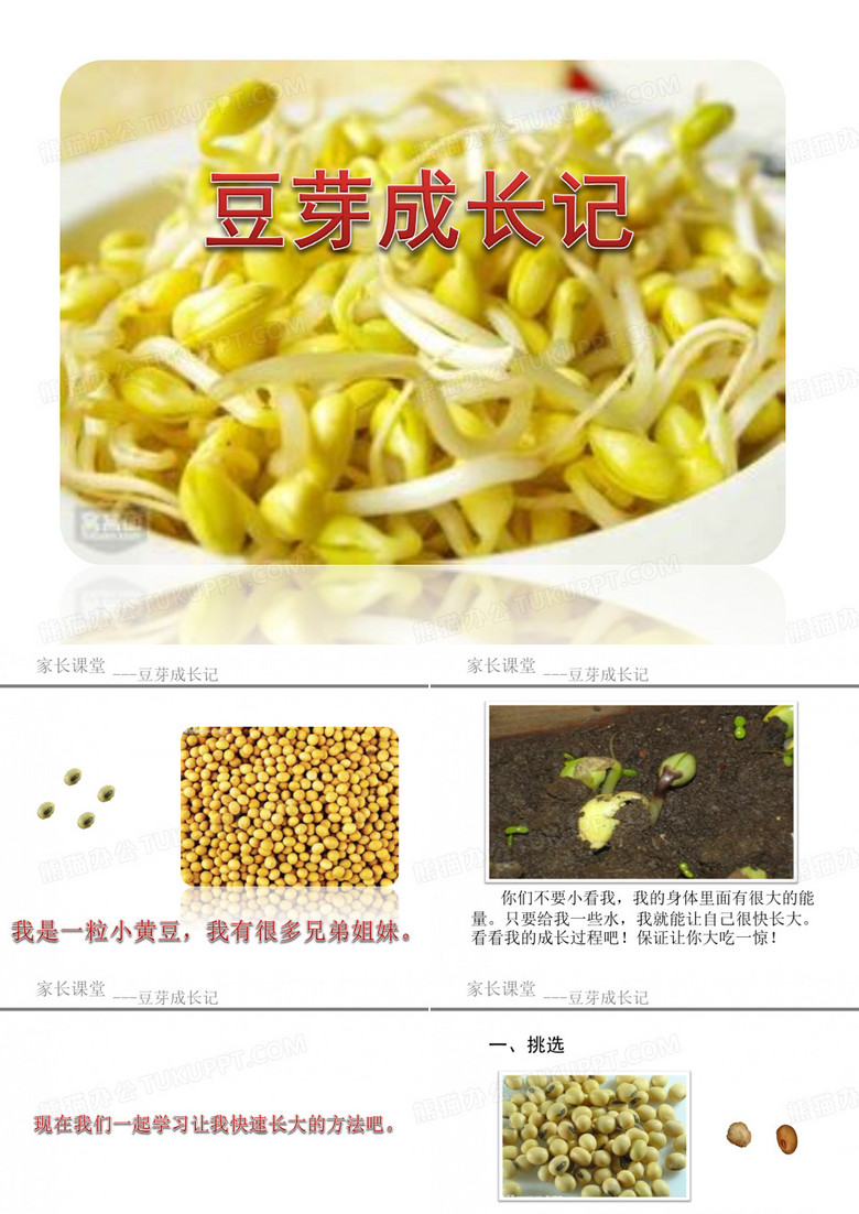 豆芽成长记