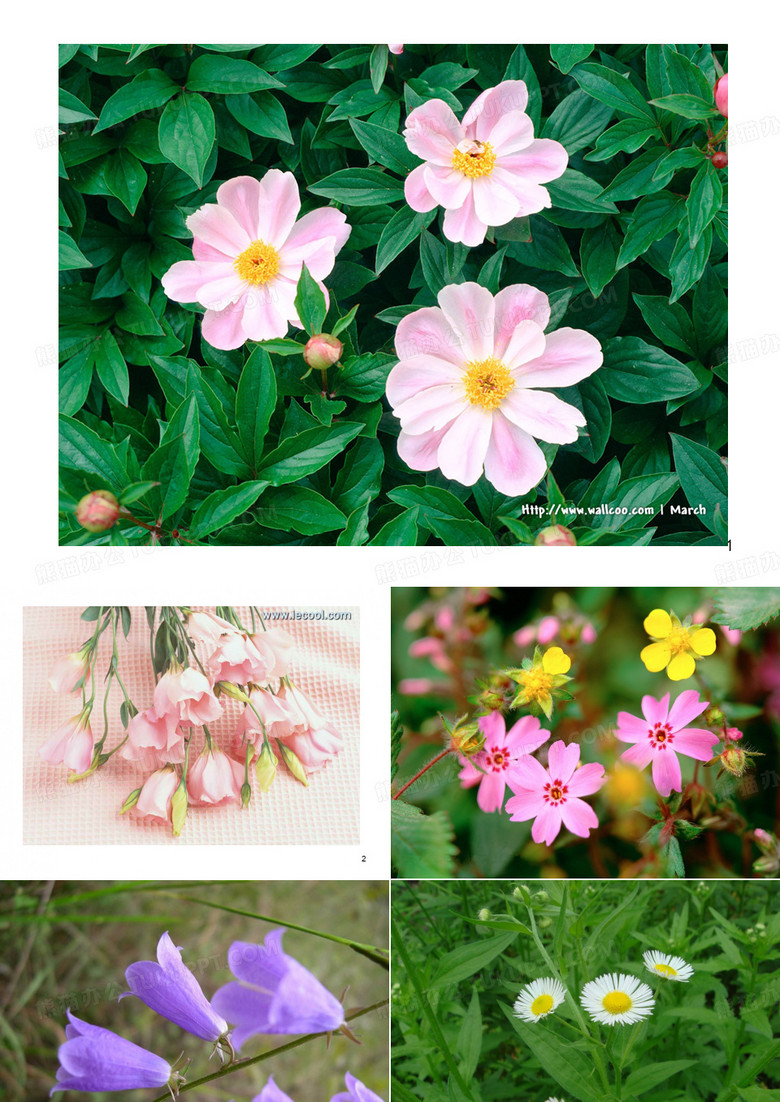 带雨的花 (课堂PPT)