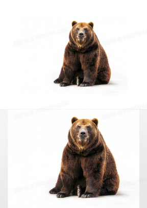 一只端坐着的憨憨棕熊摄影高清图片