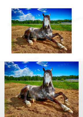 在荒地上卧着的一匹马摄影高清图片