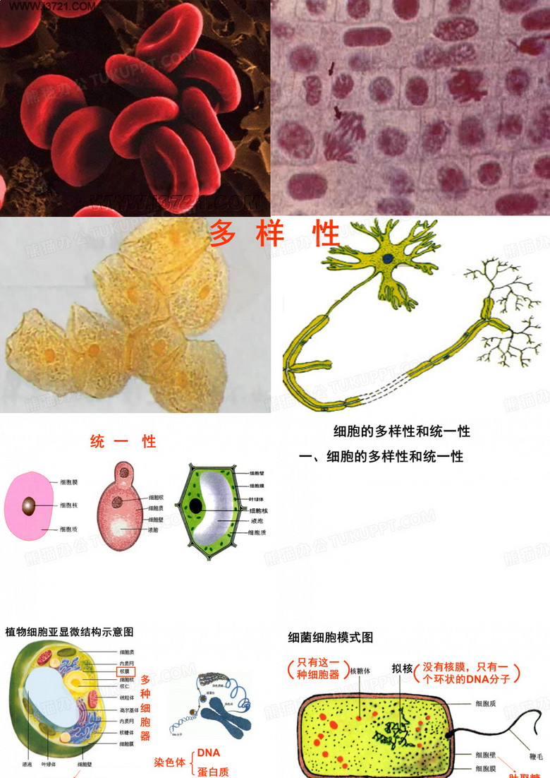 细胞的多样性和统一性