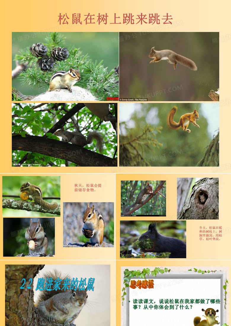 《跑进家来的松鼠》