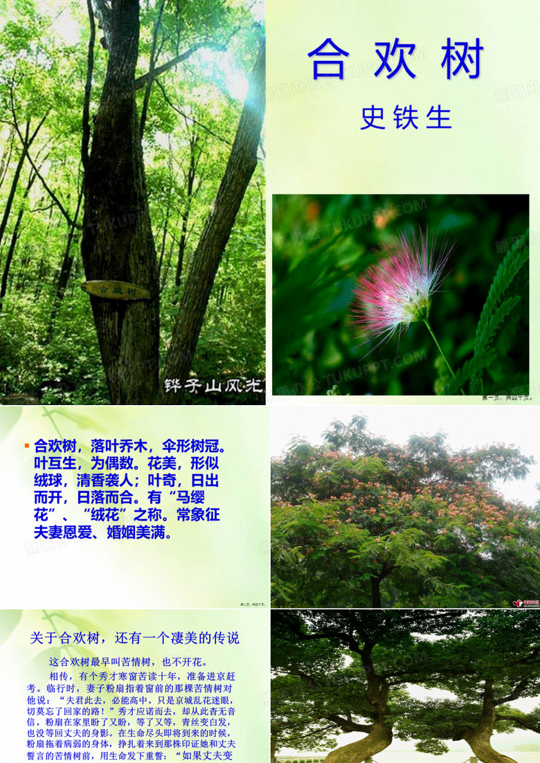 《合欢树》史铁生