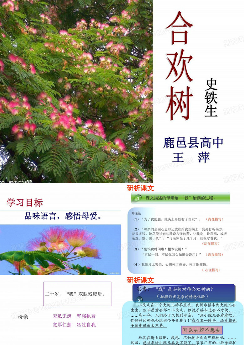 史铁生《合欢树》