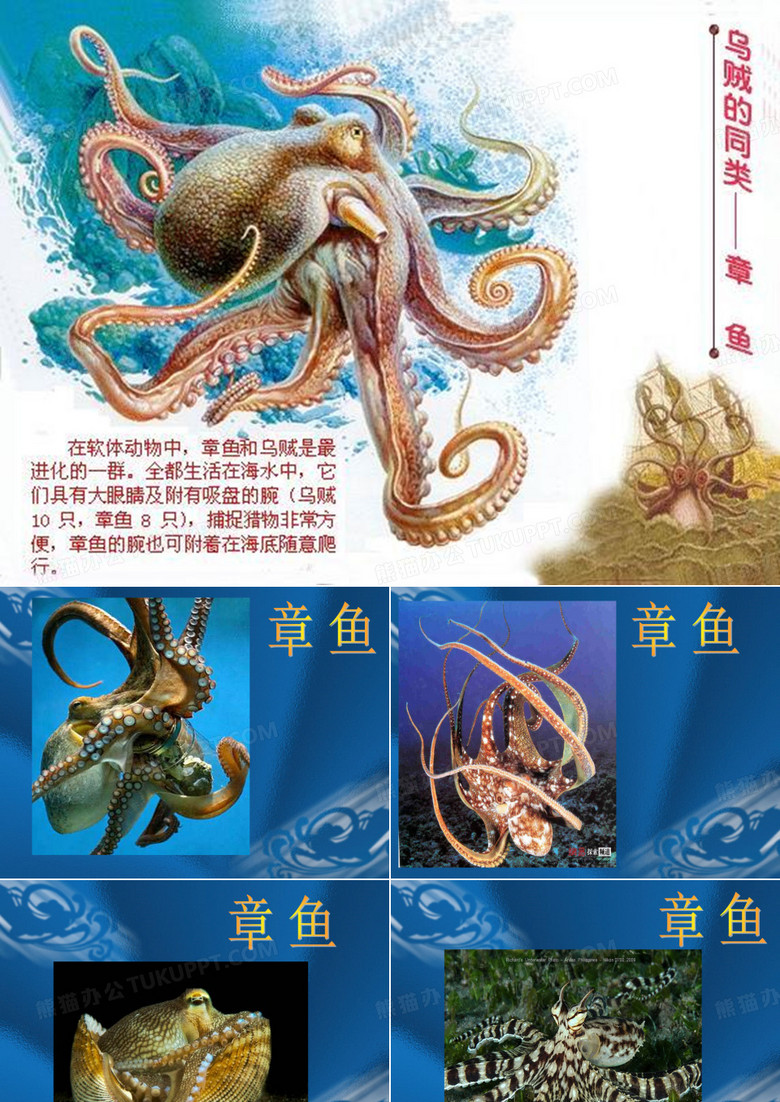 章鱼