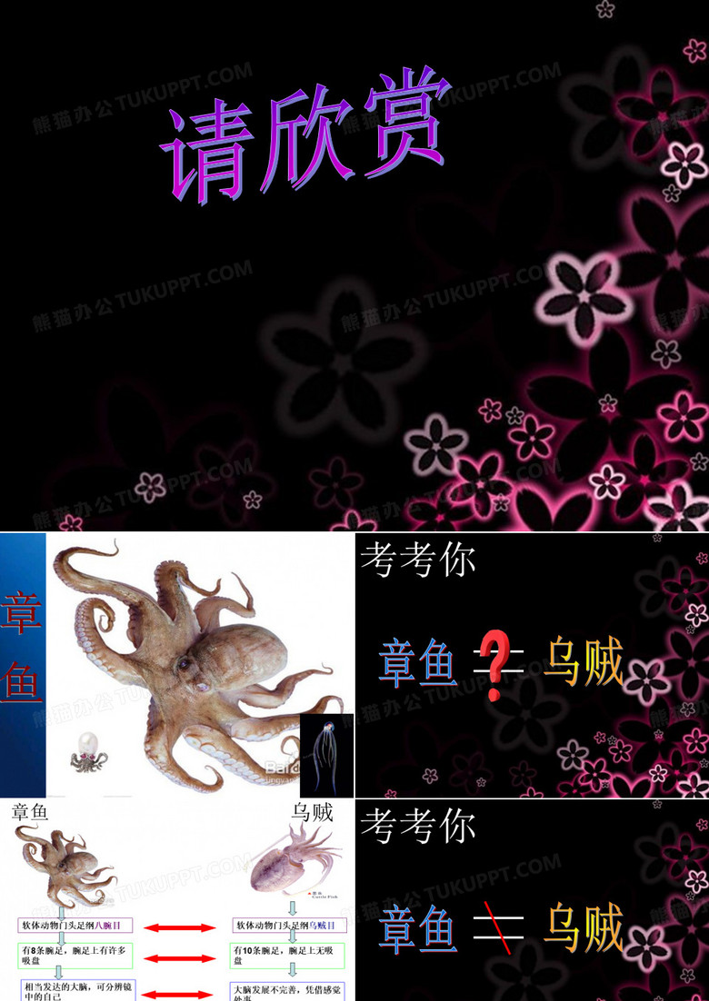 可爱的章鱼