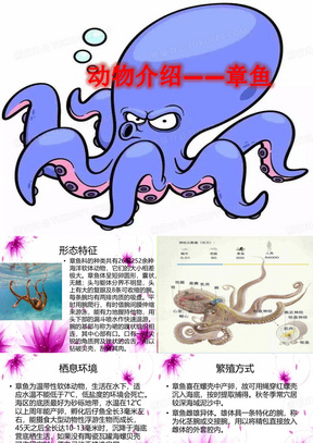 动物简介  章鱼