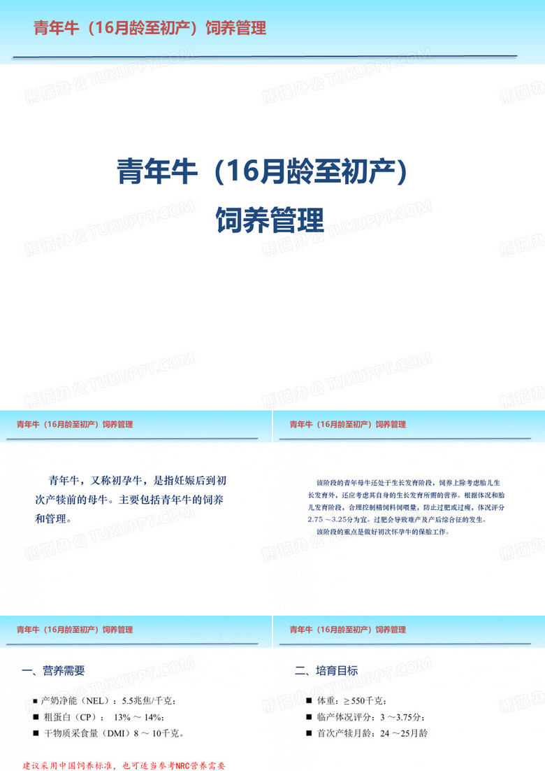 青年牛饲养管理