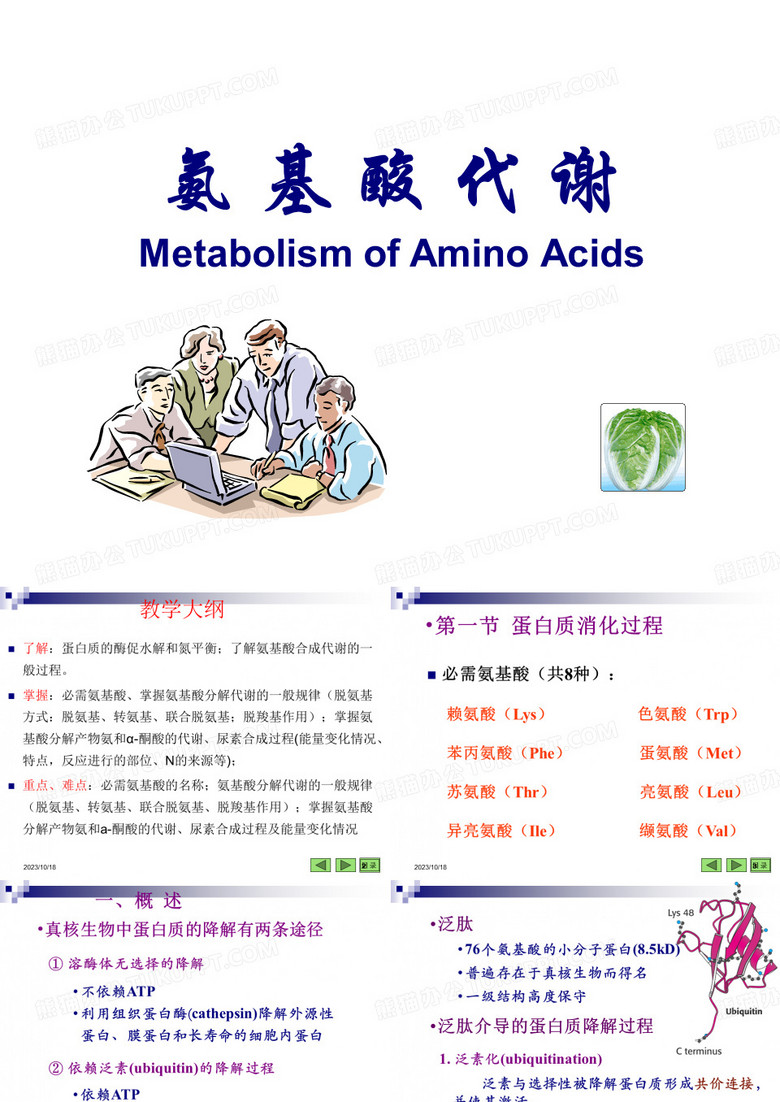 氨基酸代谢PPT模板下载_编号leadompn_熊猫办公