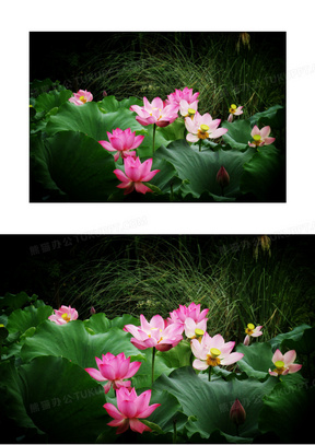 池塘中美丽的荷花和荷叶摄影图片