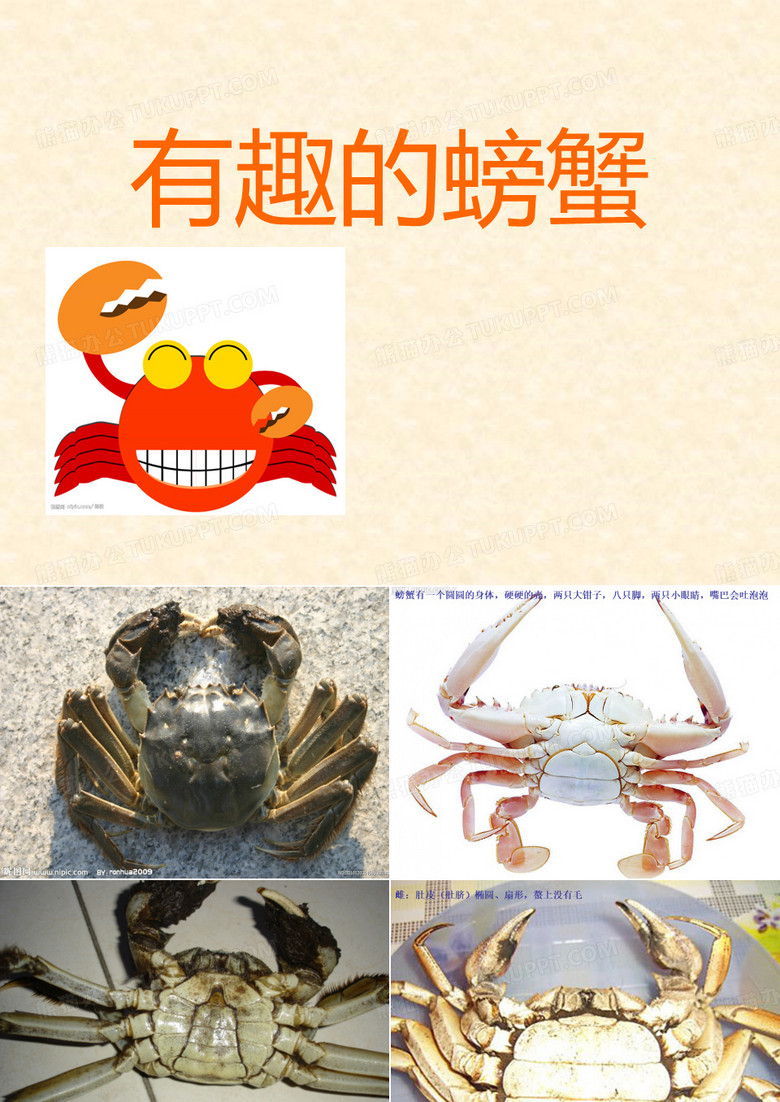 有趣的螃蟹