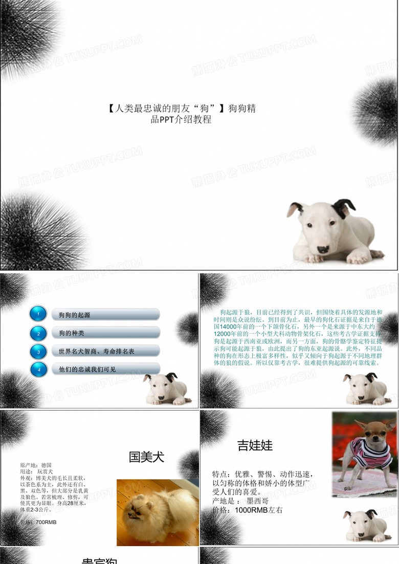 【人类最忠诚的朋友“狗”】狗狗精品PPT介绍教程