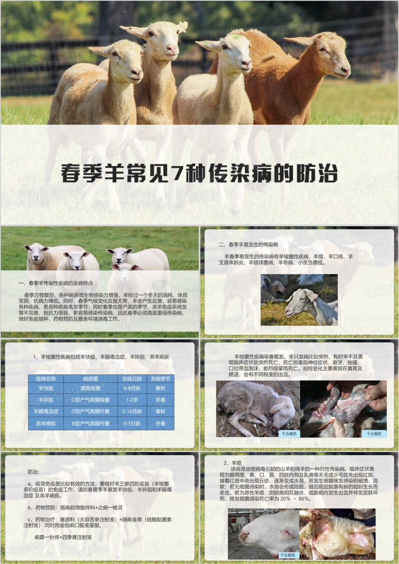 春季羊常见疾病的防治PPT模板