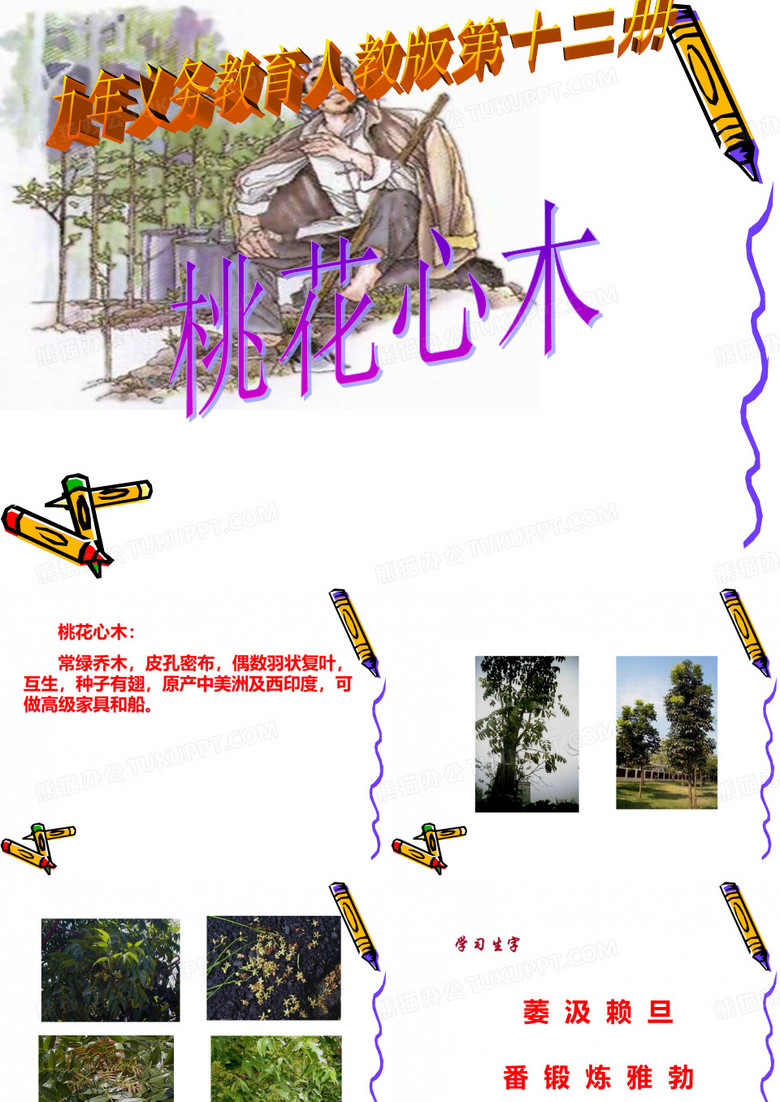 桃花心木