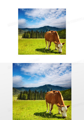 低头在吃着青草的黄牛摄影高清图片
