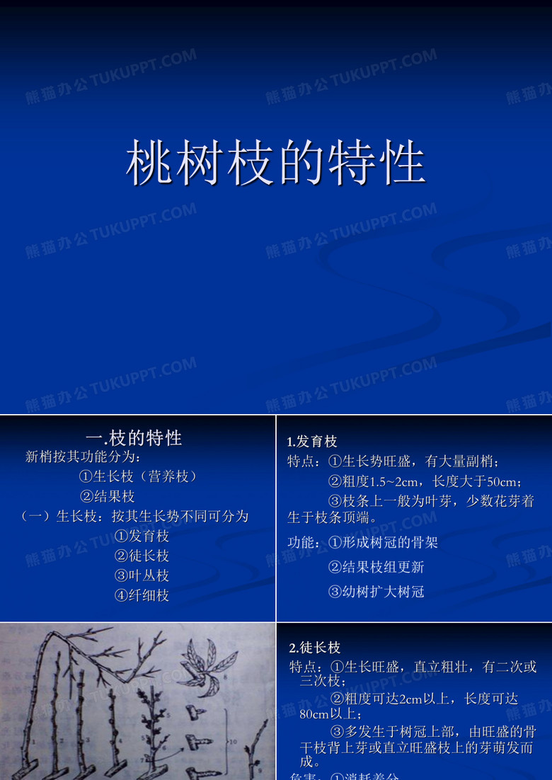 桃树枝的特性