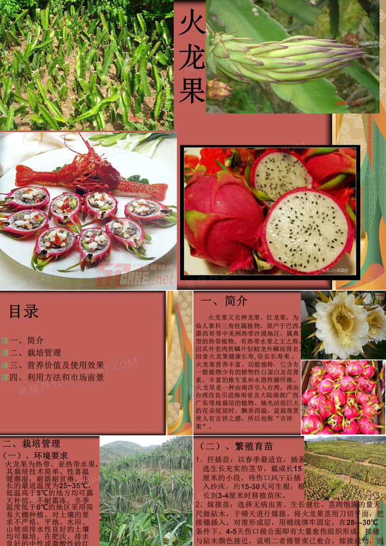 火龙果