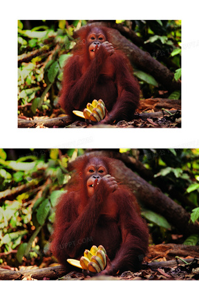 树林里吃香蕉的大猩猩摄影高清图片