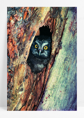 树洞里的猫头鹰图片