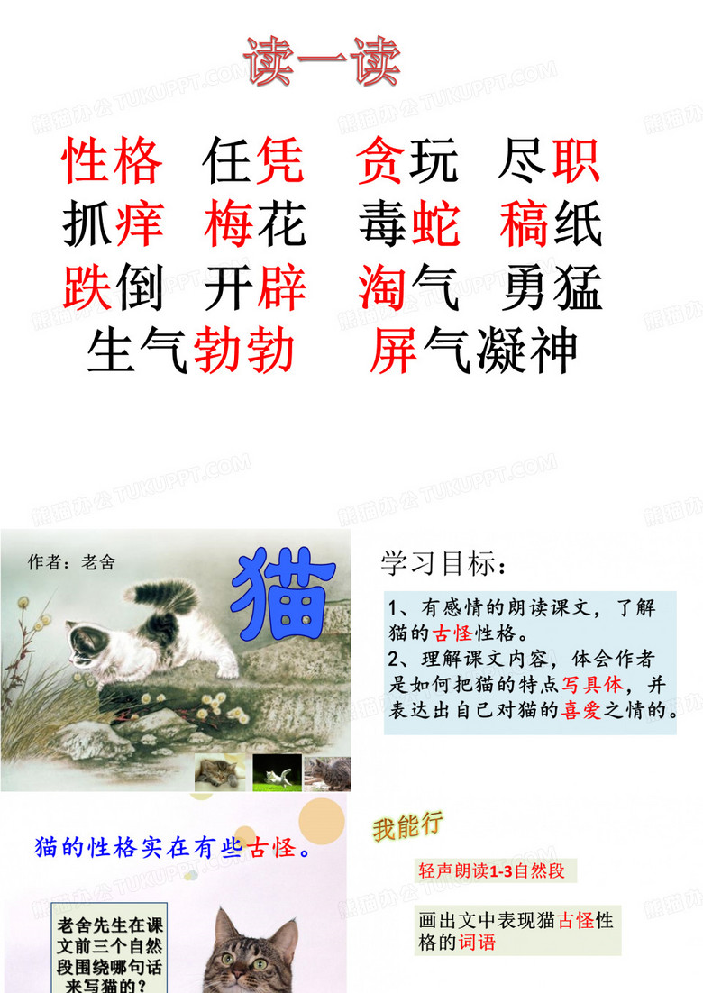老舍  猫