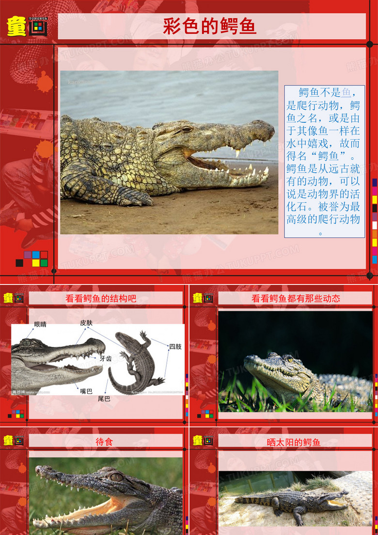彩色鳄鱼