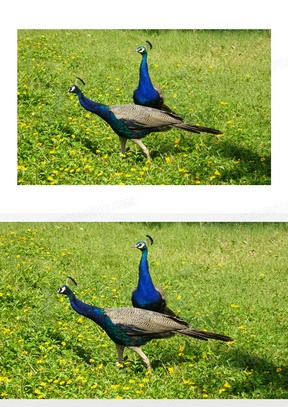 孔雀图片高清大图壁纸