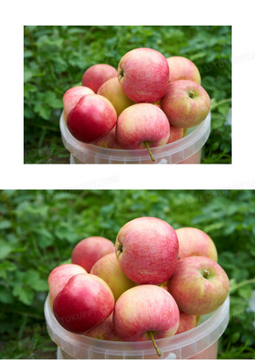 苹果丰收摄影图片