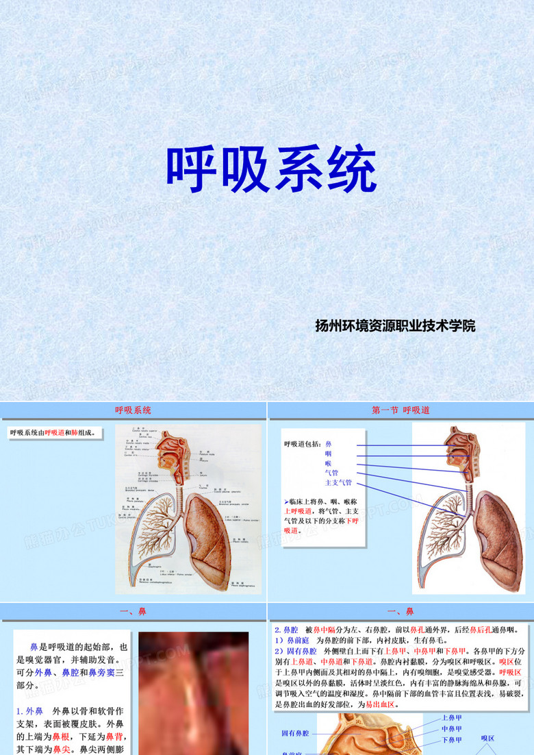 呼吸系统