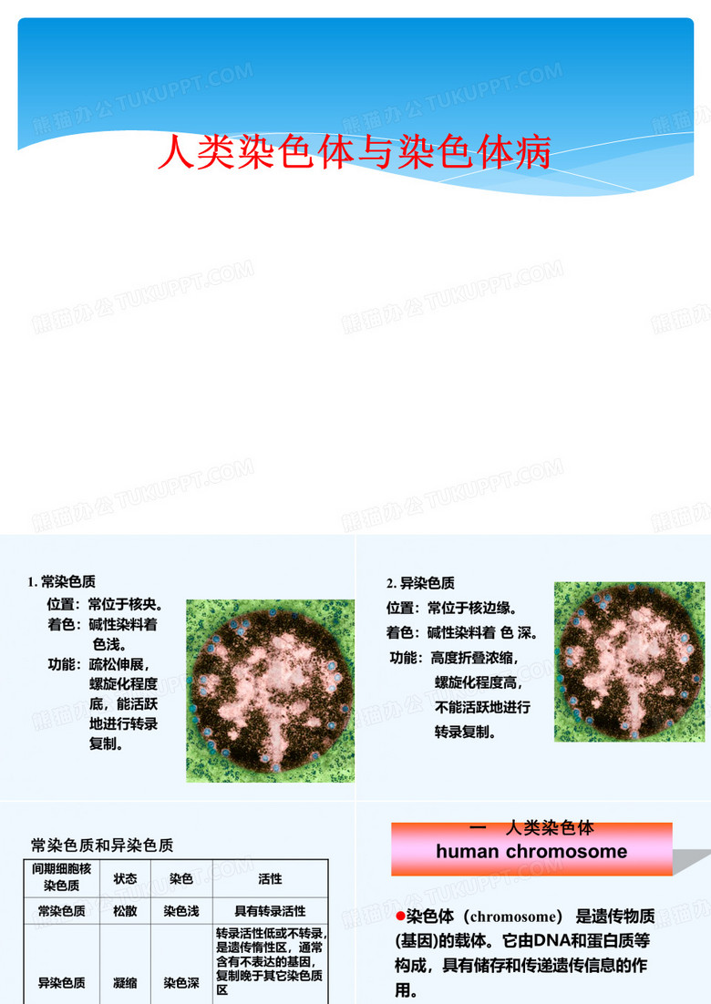 人类染色体与染色体病