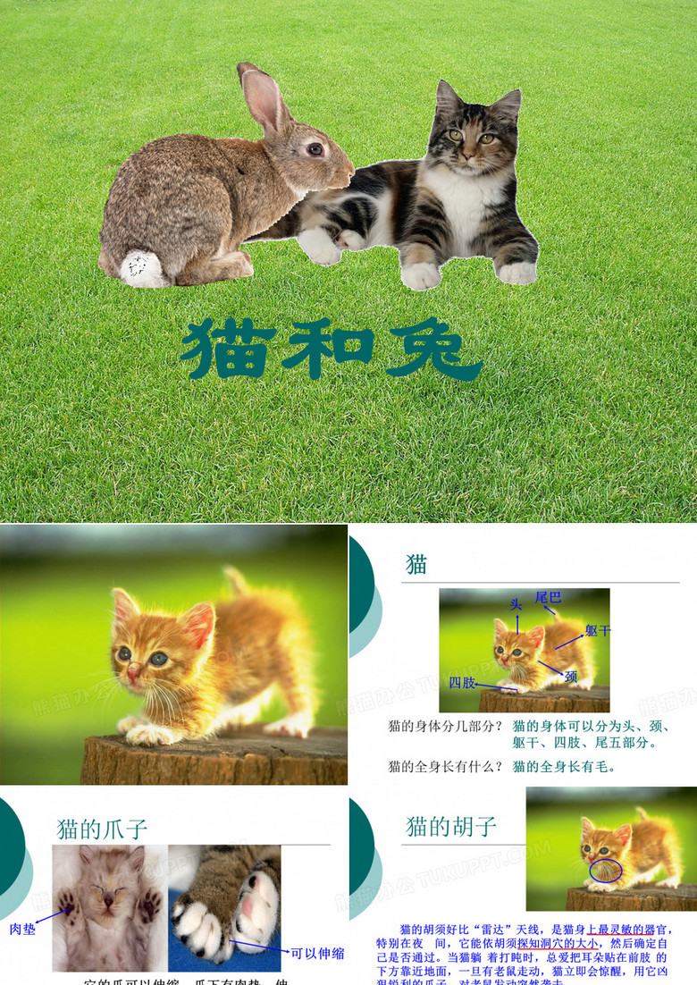 《猫和兔》ppt