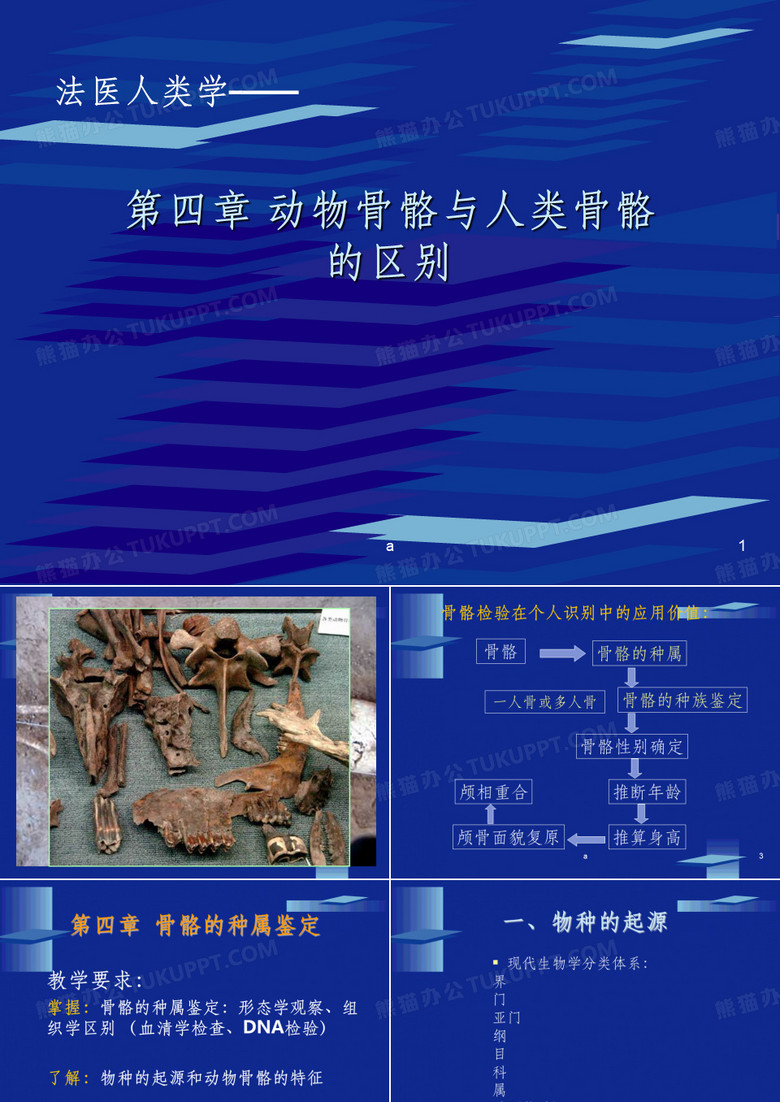 动物骨骼与人类骨骼的区别