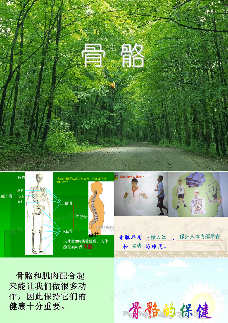 骨骼ppt