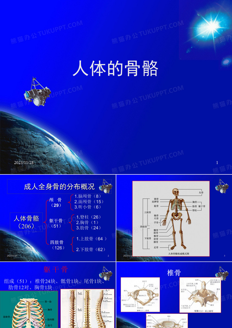 人体骨骼