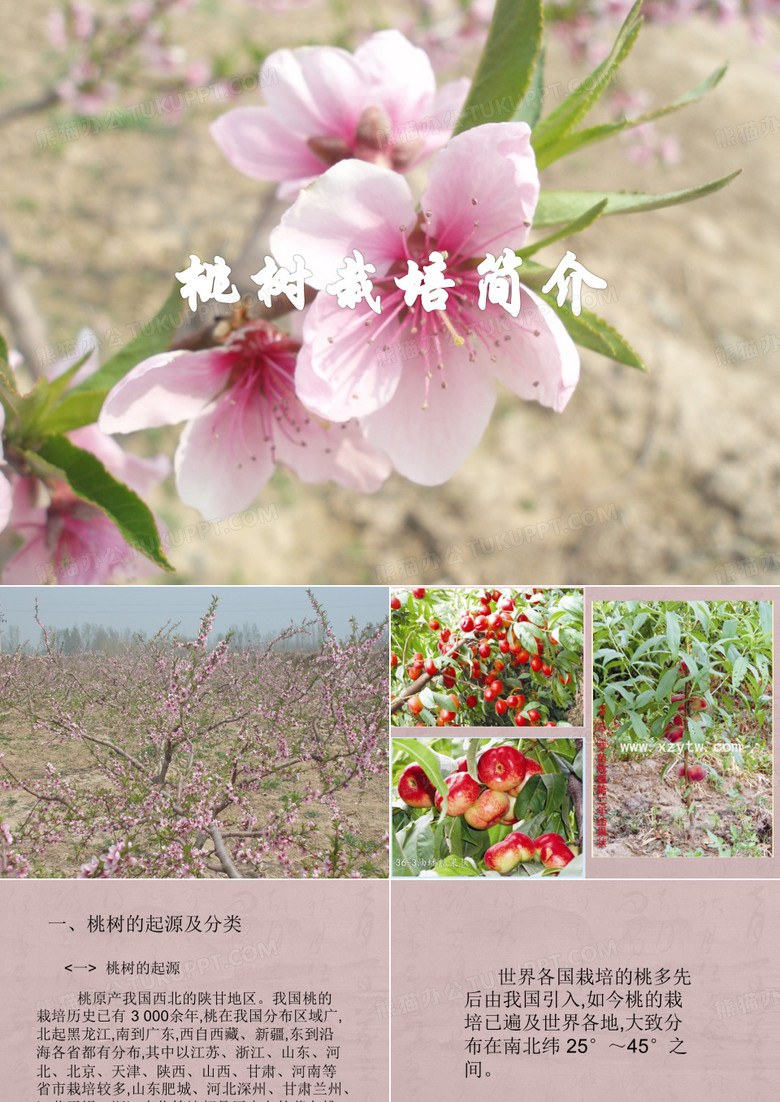 桃树栽培简介