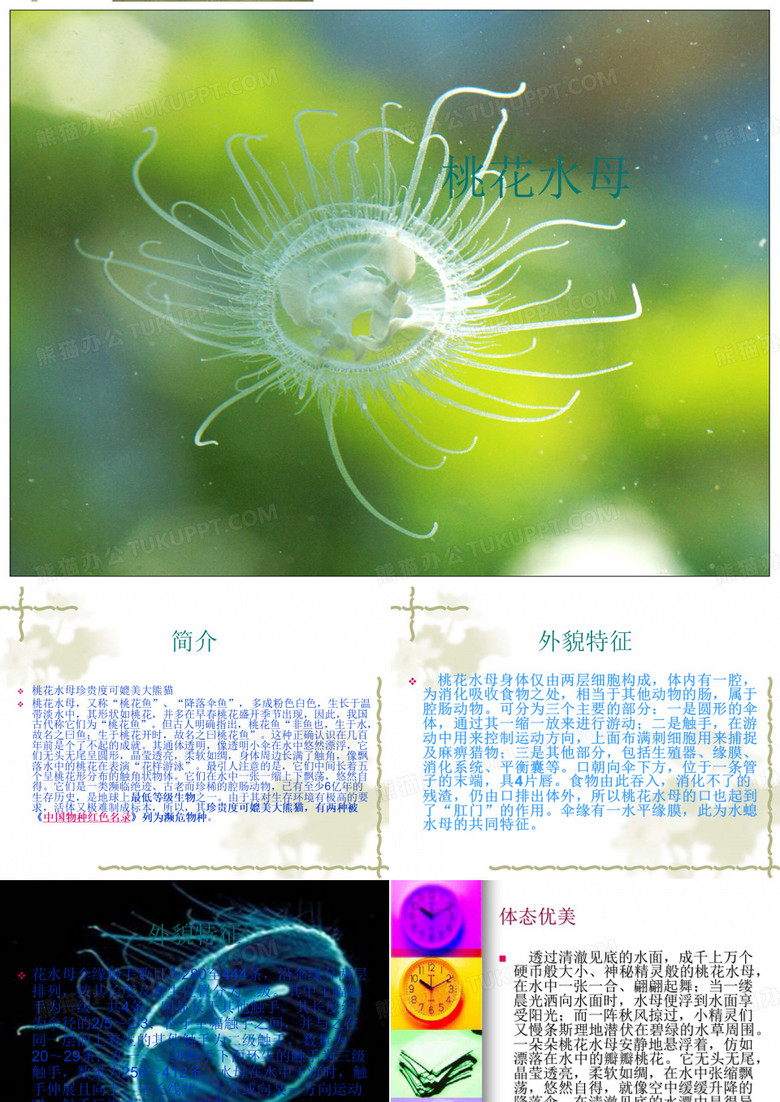 桃花水母