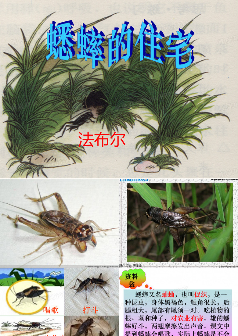 蟋蟀的住宅